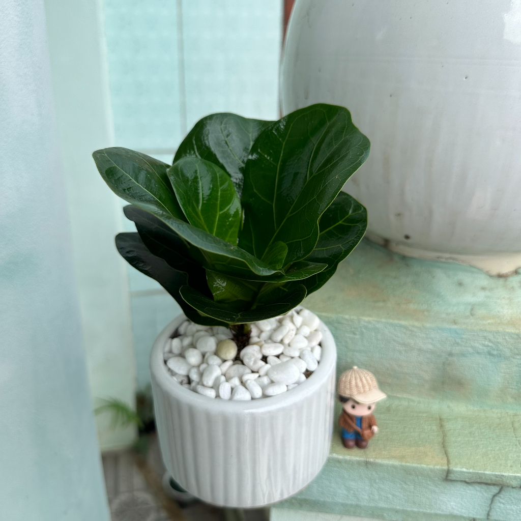 Cây bàng singapore mini, Cao 20cm - Cây để bàn, trang trí nội thất