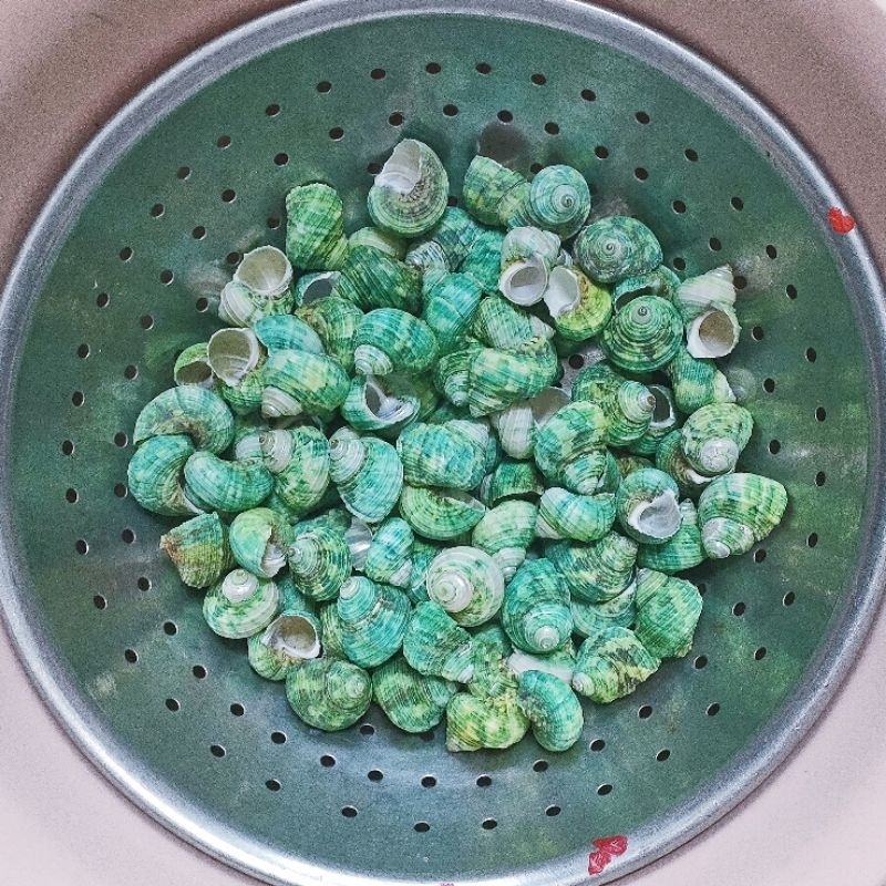 [ Vỏ Mặt Trăng Xanh ] Vỏ thay cho ốc 🐚