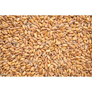 500g hạt cỏ lúa mì, lúa mạch ươm nảy mầm.