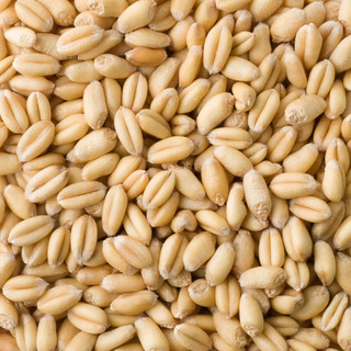 1kg Hạt Giống Cỏ Lúa Mì (Mầm Lúa Mạch) Dễ Trồng, Thơm Ngon.