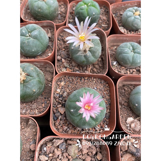 Cây xương rồng lopho hạt củ to size chậu 5cm_🌵hàng sẵn