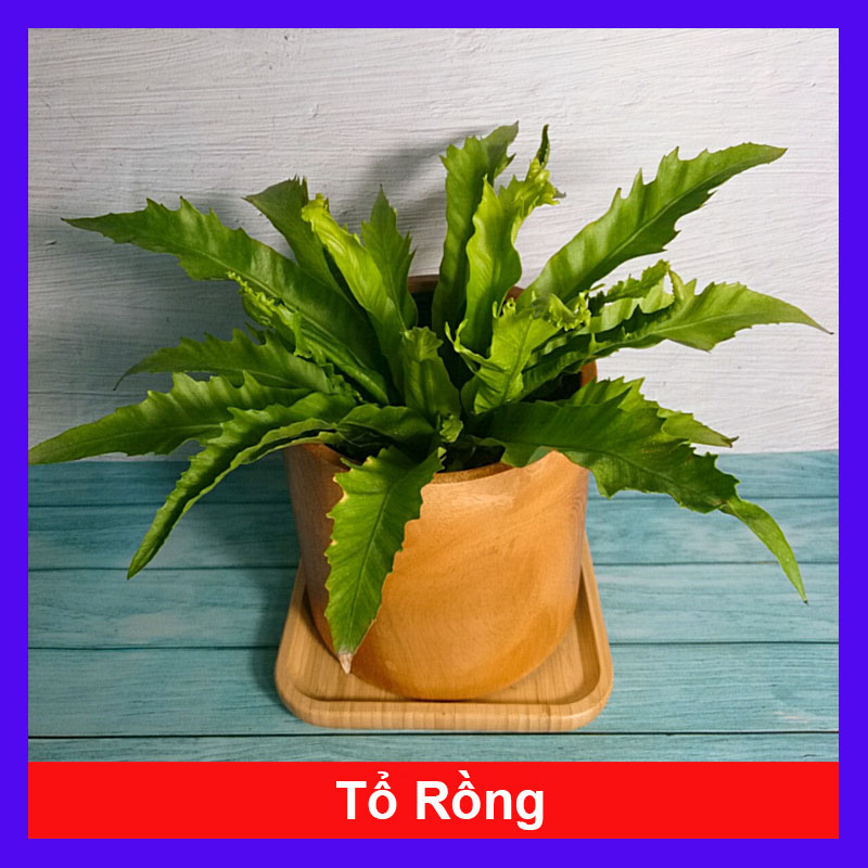 Cây Tổ Rồng - cây cảnh để bàn