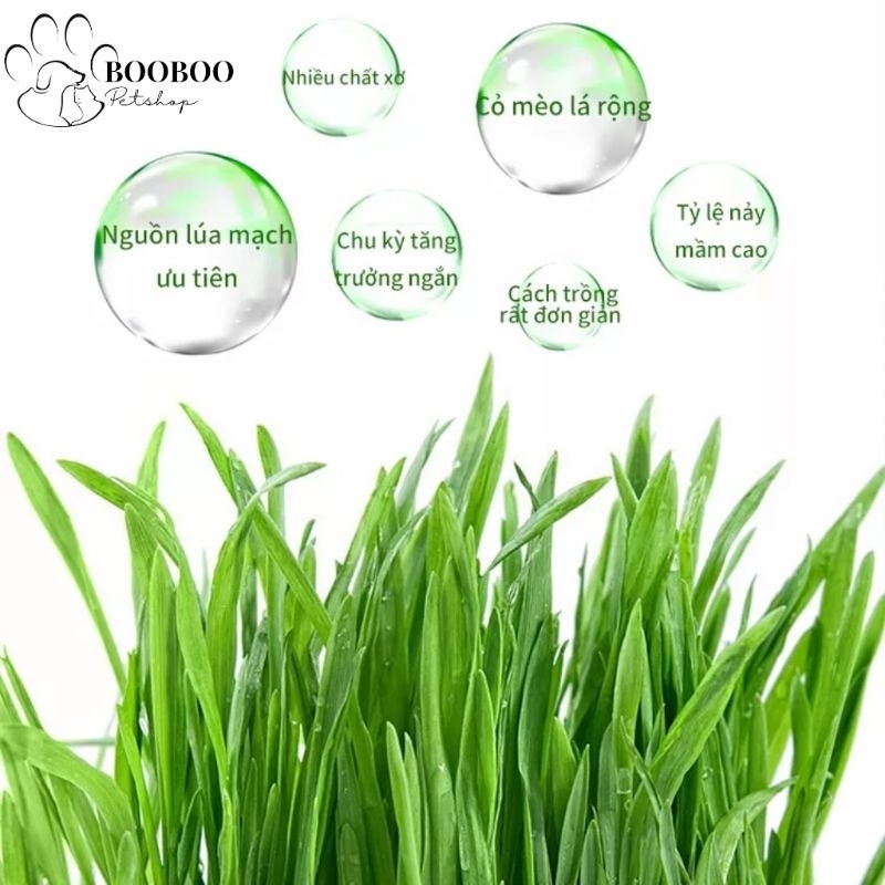 COMBO trồng hạt lúa mạch tươi dễ dàng cho mèo ngay tại nhà