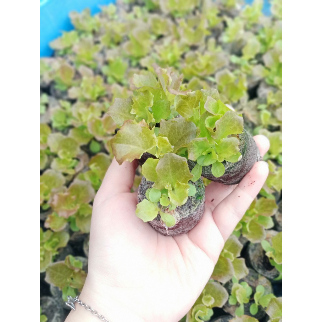 Combo 20 viên nén xơ dừa