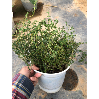 [ĐỘC QUYỀN] CỎ XẠ HƯƠNG - CÂY THYME
