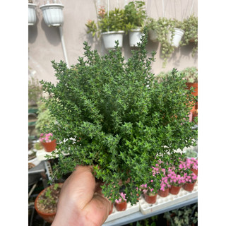 [ĐỘC QUYỀN] CỎ XẠ HƯƠNG - CÂY THYME