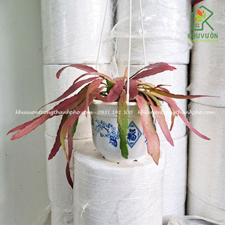 Cây Rhipsalis Ramulosa aka. "Red Coral", cây san hô đỏ