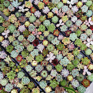 Combo 11 Cây Sen Đá Mini Đủ Loại, Nhiều Màu Sắc Size 4-6cm Xuất Xứ Đà Lạt, Bao Lỗi Vận Chuyển