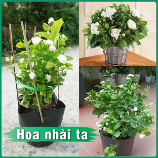 Cây Hoa nhài ta hoa nhài kép cao 40cm - thích hợp trồng ban công sân vườn - hương thơm dễ chịu - hoa nở quanh năm