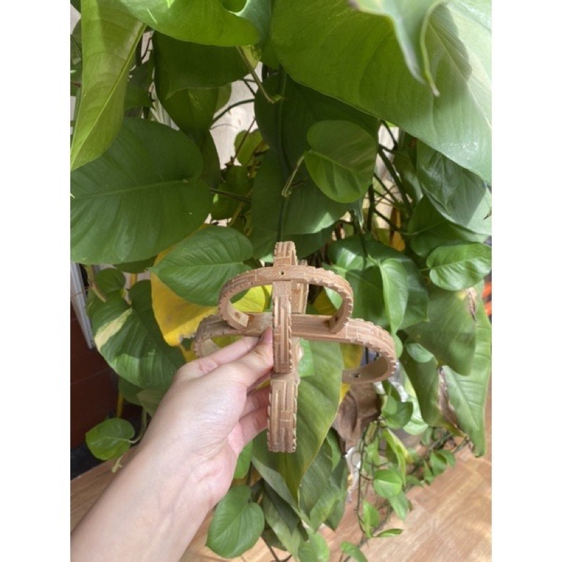 Chao Tách -Đục Lồng chim chích choè, hoạ mi