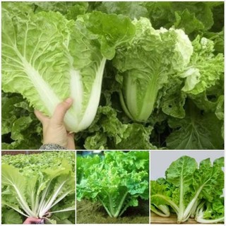 Hạt giống cải bẹ dún- gói 20gr