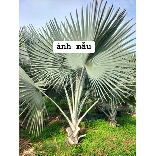 Cây kè bạc, cọ bạc cao 40cm trồng cảnh quan đẹp