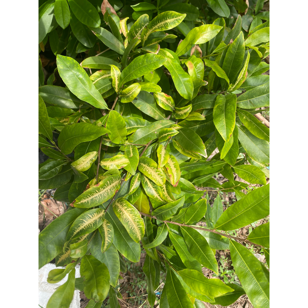 ✅Thuốc trừ bệnh cho mai, vàng lá mai, cháy lá mai, nấm hồng, thúi rễ chai 1 lít