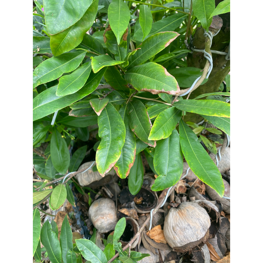 ✅Thuốc trừ bệnh cho mai, vàng lá mai, cháy lá mai, nấm hồng, thúi rễ chai 1 lít