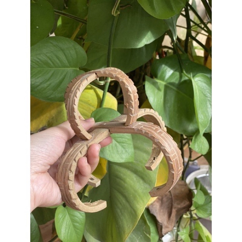 Chao Tách -Đục Lồng chim chích choè, hoạ mi