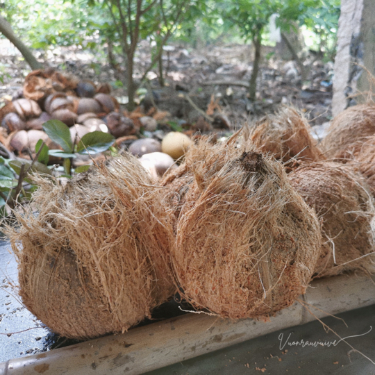 Nước Màu Dừa - Vườn Rau Vui Vẻ  nguyên chất kho thịt, cá thơm ngon - Nước Hàng Dừa