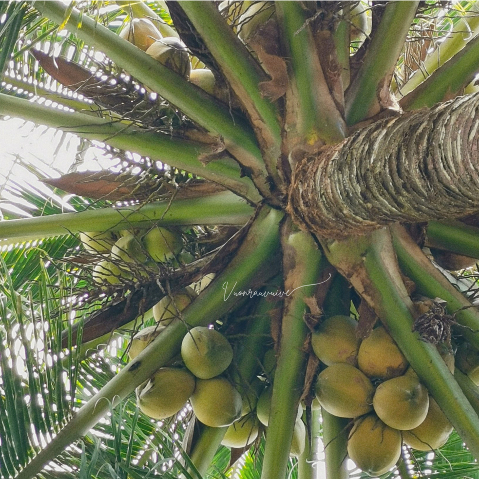 Nước Màu Dừa - Vườn Rau Vui Vẻ  nguyên chất kho thịt, cá thơm ngon - Nước Hàng Dừa
