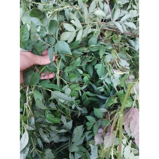 Giảo cổ lam 7 lá