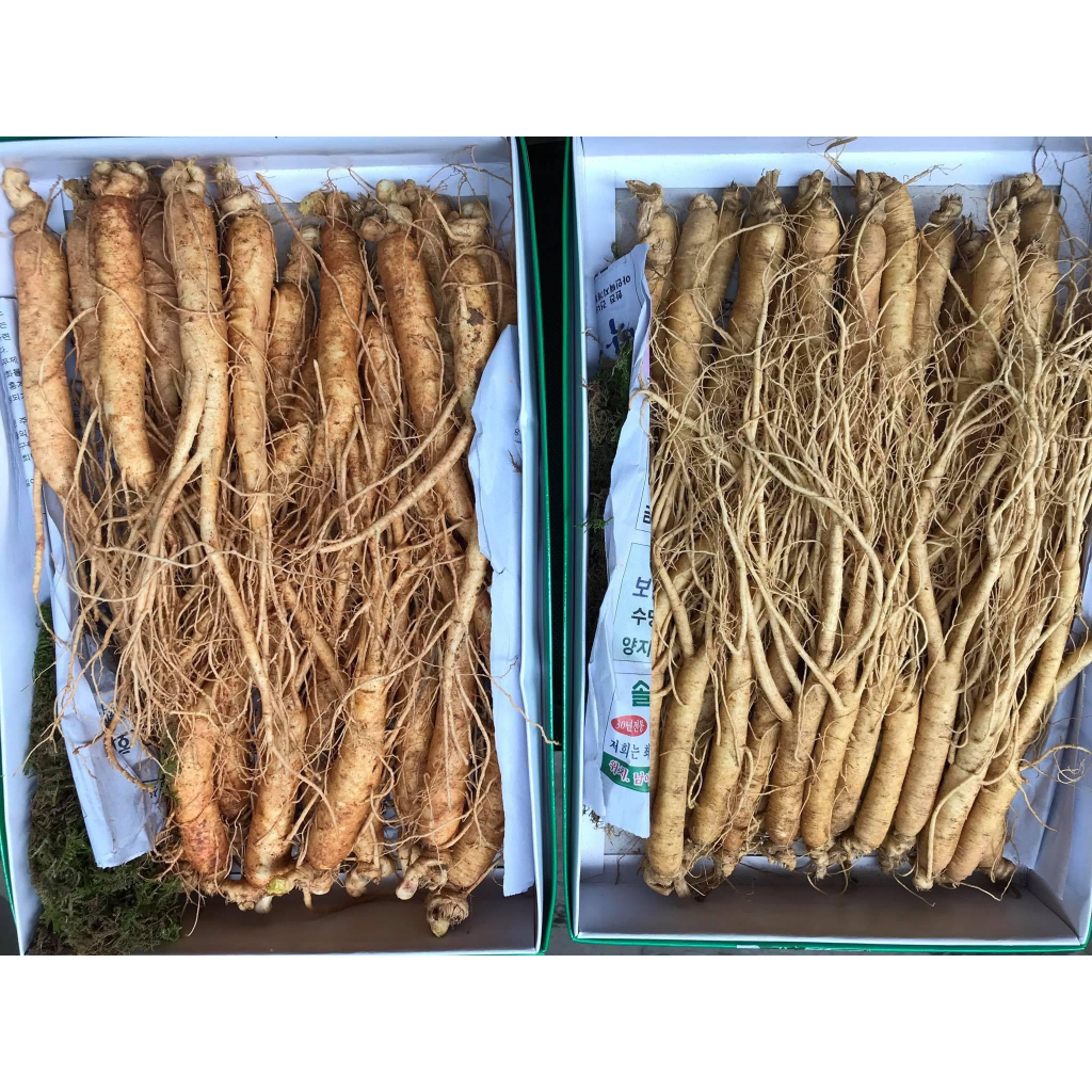 Nhân Sâm Tươi Hàn Quốc Hầm Gà Size 25-35 Củ 1 Kg - Sâm Hầm Gà