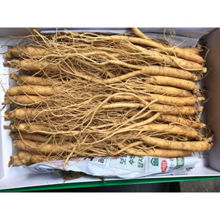 Nhân Sâm Tươi Hàn Quốc Size 25-35 Củ 1 Kg - Sâm Hầm Gà