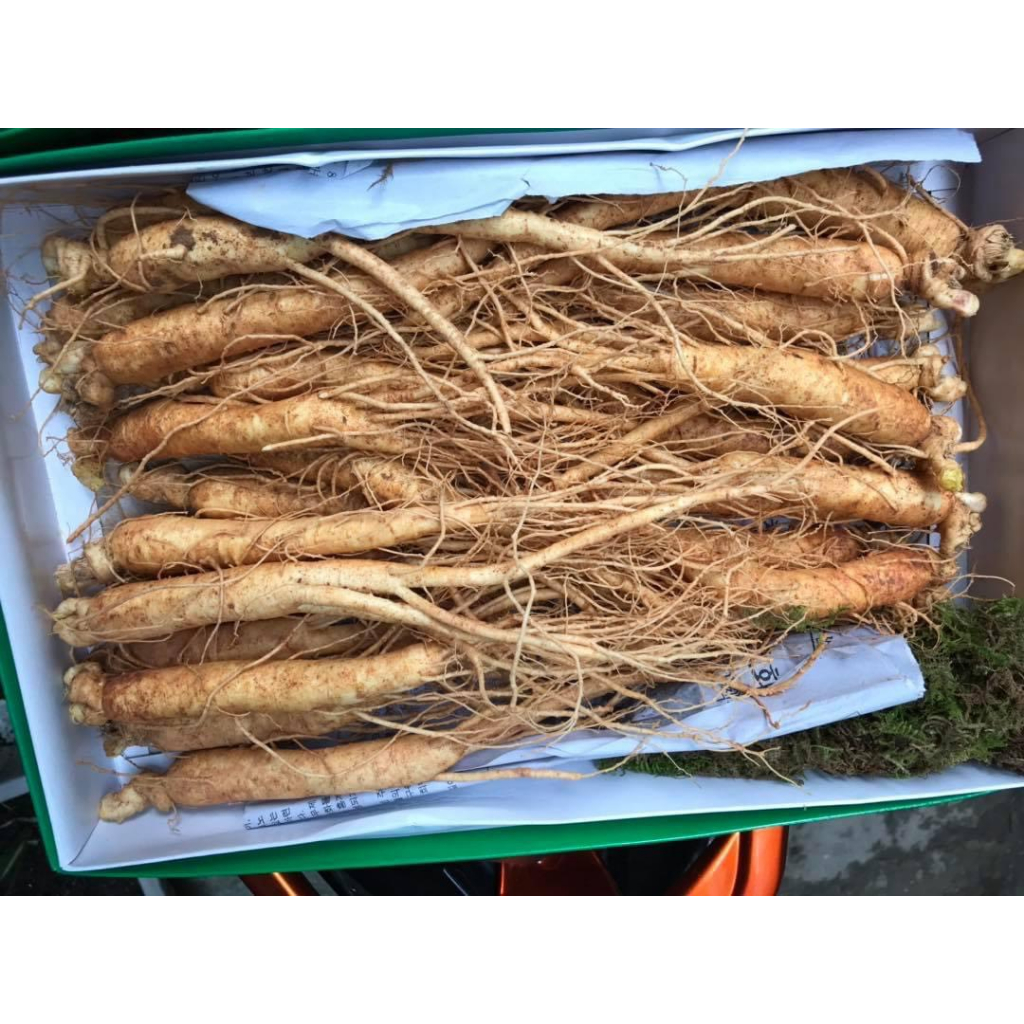 Nhân Sâm Tươi Hàn Quốc Hầm Gà Size 25-35 Củ 1 Kg - Sâm Hầm Gà