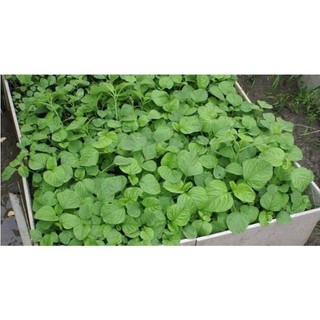 Hạt giống rau dền cơm- gói 10gr