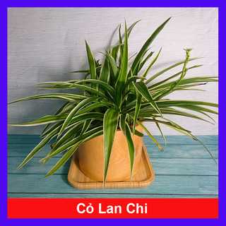 Cỏ Lan Chi - Cây Dây Nhện - Cây cảnh mini trang trí trong nhà
