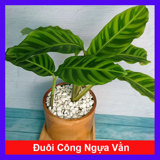 Cây Đuôi Công Ngựa Vằn - cây cảnh để bàn