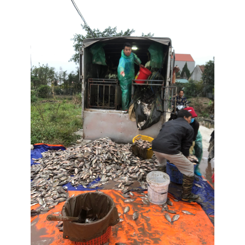 ĐẠM CÁ NGUYÊN CHẤT GIÁ XƯỞNG  – RAU SẠCH, TRÁI NGỌT, XANH LÁ MẤP THÂN, BÊN CÂY, TỐT ĐẤT.