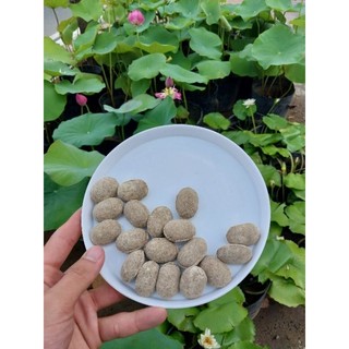 Phân sen hạt bàng hữu cơ nhật bón hoa sen & súng