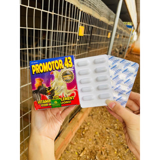 PROMOTOR 43 - Viên uống nuôi cao cấp cho gà đá