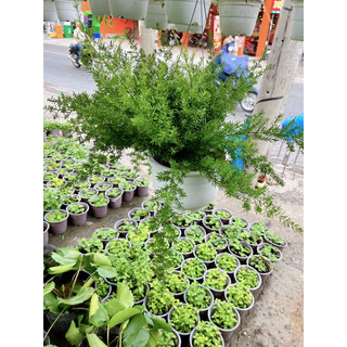 Cây Thiên Môn Đông trồng chậu treo, xanh tươi dễ nuôi dưỡng