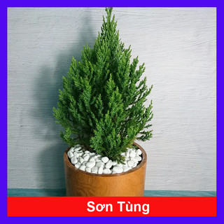Cây Sơn Tùng - Cây cảnh trong nhà