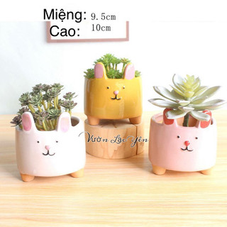 Chậu thỏ trồng sen đá, xương rồng.