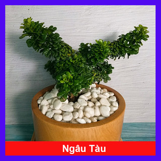 Cây Ngâu Tàu bonsai - cây cảnh để bàn