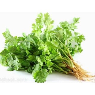 hạt giống ngò rí (rau mùi)- gói 20gr