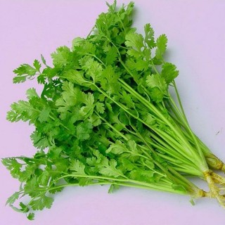 hạt giống ngò rí (rau mùi)- gói 20gr
