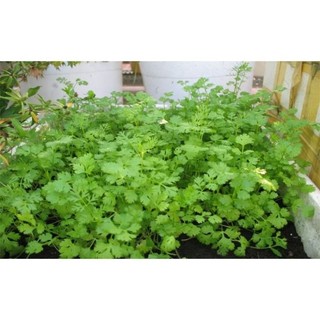 hạt giống ngò rí (rau mùi)- gói 20gr