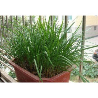 hạt giống hẹ (hẹ lá) - gói 1gr