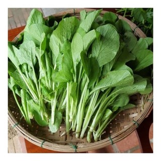 hạt giống rau cải ngọt-20gr - 50gram - 100gram