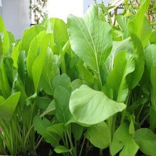 hạt giống rau cải ngọt-20gr - 50gram - 100gram