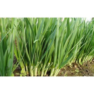 hạt giống hẹ (hẹ lá) - gói 1gr
