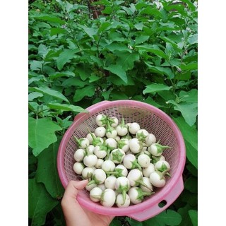 hạt giống cà pháo trắng- gói 1gr