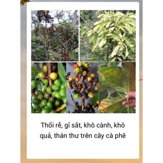 Thuốc Trừ Nấm Bệnh Aqua