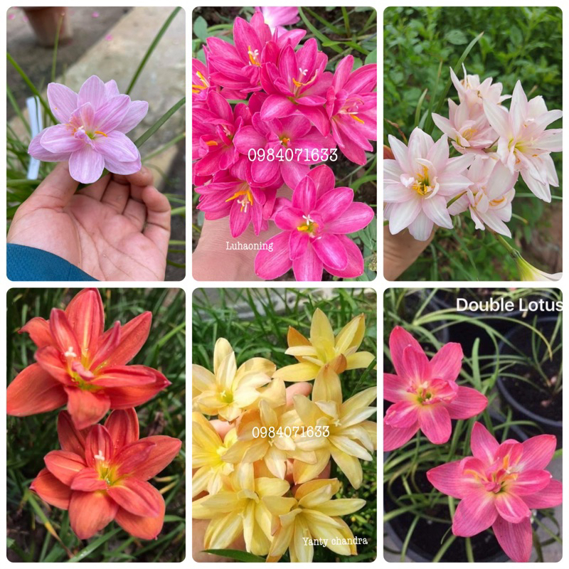 Củ hoa huệ mưa ngoại kép nhiều màu bảo hành chuẩn mặt hoa