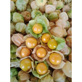 Tầm bóp/thù lù Nam mỹ đà lạt chua ngọt