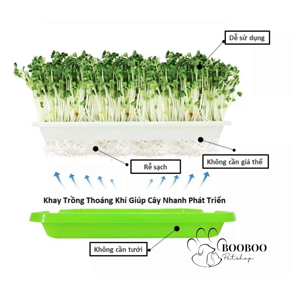 Khay thủy canh trồng cỏ lúa mạch cho mèo siêu tiện lợi