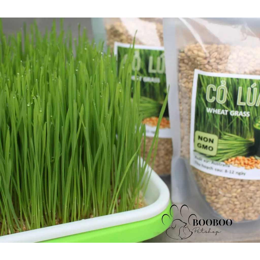 Khay thủy canh trồng cỏ lúa mạch cho mèo siêu tiện lợi