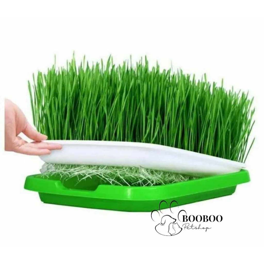 Khay thủy canh trồng cỏ lúa mạch cho mèo siêu tiện lợi