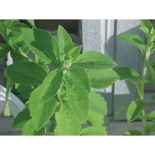 cỏ ngọt khô - trà cỏ ngọt